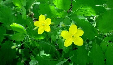 Sealandine for the treatment of fungi on the nails